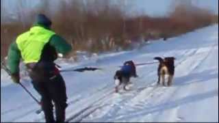 Skijoring With Dogs Canada