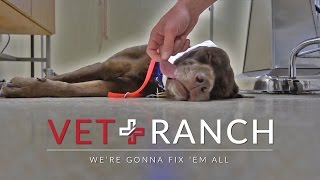 Look at His Ear! Graphic Surgery Footage