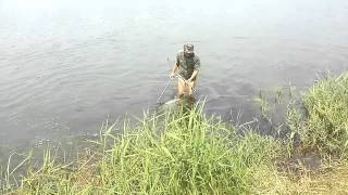 ЛОВЛЯ ТОЛСТОЛОБИКА 9кг ПРЫЖКИ из подсака