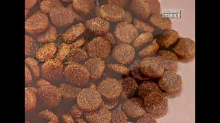 Как производится массовый корм для собак – экструдирование
