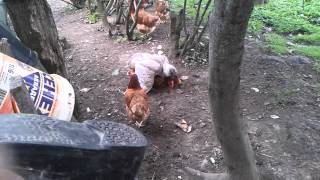 Селезень отжарил курицу