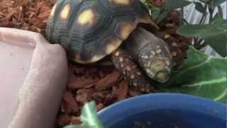 Things you Need in your Tortoise Enclosure