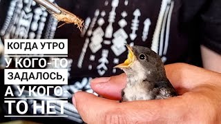 Маленькая ласточка: нашалила, теперь можно и поесть. Главное, удалить из помещения кошек и Артёмов