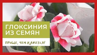 Глоксиния из семян: проще, чем кажется!