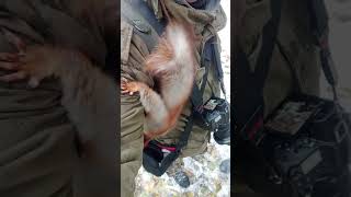 Копия ищет орехи / Copy is looking for nuts