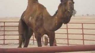 Camel mating ritual in Saudi Arabia