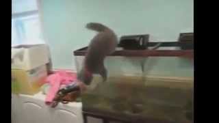 Lustige Katzen Videos zum totlachen