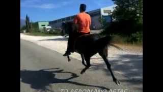 ALOGA ARAVANI.....SAVINA H PILOTOS....
