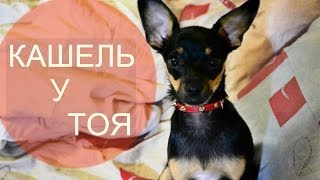 Кашляет той-терьер - причины