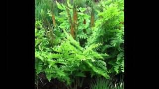 ЧИСТОУСТ  (OSMUNDA)  Папоротник сем. Осмундовые