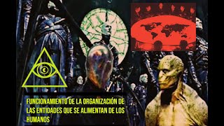 Este es el Funcionamiento de la organización de las entidades que se alimentan de los humanos