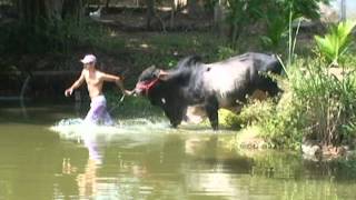 Sim Brasil Notícias - Animal de estimação que pesa 900 kg (INSTAGRAM @glauciamazini)