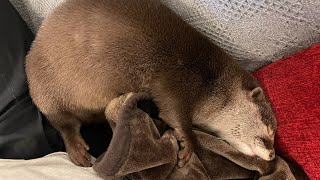 カワウソさくら 留守番中に一生懸命巣を作るカワウソ otter that builds a nest hard in the absence of its owner