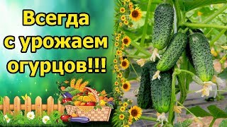 ВСЕГДА С УРОЖАЕМ ОГУРЦОВ! КАКИЕ СЕМЕНА ОГУРЦОВ Я ВЫБИРАЮ?