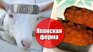 Японская ферма. Козел Наруто и деревенские суши