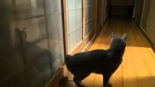 Умный кот просит открыть дверь! Clever cat asks to open door