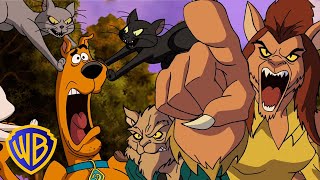 Scooby-Doo! in Italiano ???????? | Gatti contro Cani 