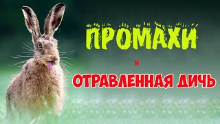 Охота на зайца. Промахи и отравленная дичь.