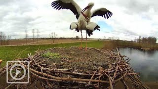 Ooievaars voelen zich thuis | #WILDCAM
