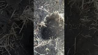 Голден Маск Дип Хантер Про 3 58 катушка. Первый выход.