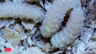 Монстры внутри меня: Помогите, меня едят заживо! (8 сезон, 2 серия)