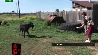 Зоофил насилует коз
