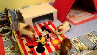 Baby guinea pigs jumping all around the cage/Μωρά ινδικά χοιρίδια