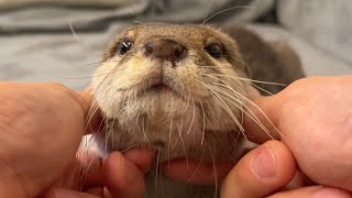他の動物に化けることができるおもしろカワウソ Interesting otter that can transform into other animals