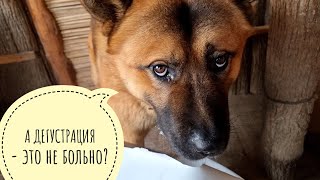 Пёс Кубик принимает новую партию вкусного корма от CaneGatto. Весёлая распаковка в Избушке