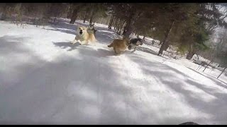 ExTreme team. САХАЛИН 2017. ПОБЕГ ОТ СОБАК НА СНОУБОРДЕ!