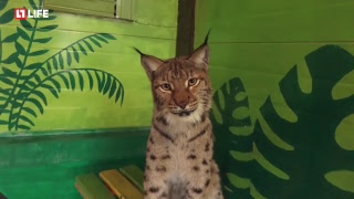 Рысь Алёна воспитывает четырех котят