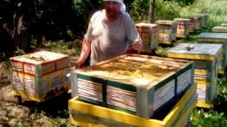 11. Beekeeping. Двух маточные отводки. Цветет подсолнух.
