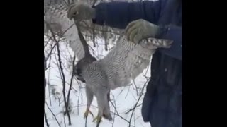 Борьба голубеводов с хищником на Донбассе и в Подмосковье