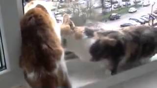 самое смешное видео такого вы еще не видели!!!!