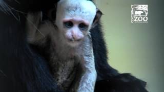 Baby Colobus Monkey Update - Cincinnati Zoo