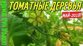 ТОМАТНЫЕ ДЕРЕВЬЯ В ВЫСОКОЙ ГРЯДКЕ/МАЙ.