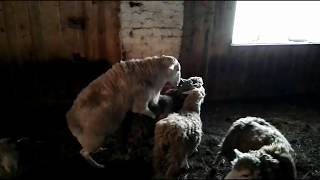 Случка овец. Как покрыть овцу. Sheep knit