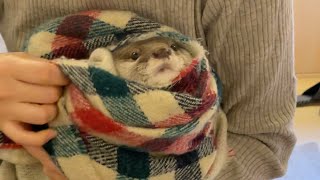 おしゃれを目指してマフラーを使うもワイルドすぎる女子カワウソ otter who uses a scarf to be fashionable but is too wild