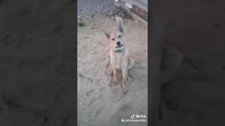 СОБАКА ТАНЦУЕТ ПОД ПЕСНЮ У МОЕЙ ДЕВУШКИ ДЕНЬ РОЖДЕНИЯ