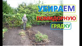 ПОМИДОРЫ не зреют, пора убрать грядку