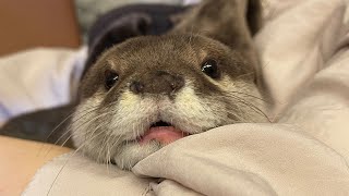 カワウソさくら 構ってちゃんすぎるカワウソの行動が読めなすぎる Free-spirited otter and cat