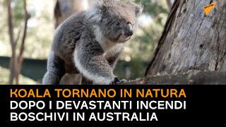 Momento tenerissimo: koala tornano in natura dopo i devastanti incendi boschivi in Australia