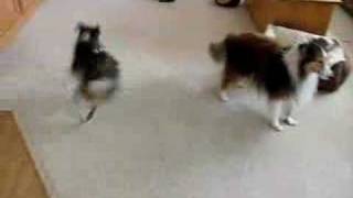 Wet Sheltie Play