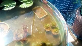My roof top fish farm and aquatic plant