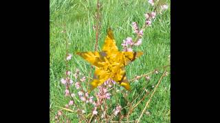 АБЕЛИОЛИСТНИК /ABELIOPHYLLUM( растения/plants)( HD slide show)!