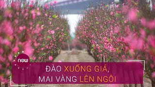 Đào Nhật Tân ngậm ngùi xuống giá, mai vàng hí hửng lên ngôi | VTC Now
