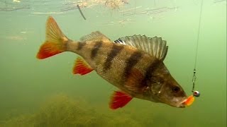Fishing: catching good perch in canal on Awaruna soft-bait lure. Рыбалка: окунь на силикон.