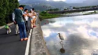 西伯利亞小白鶴鳥友見面會 / Friendly Siberian White Crane（金山清水）