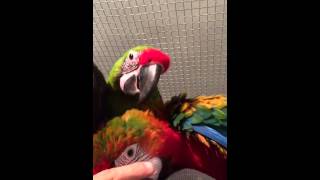 Buffon and Hybrid macaw