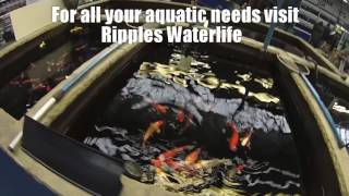 Pets and Aquatics At Planters Garden Centre